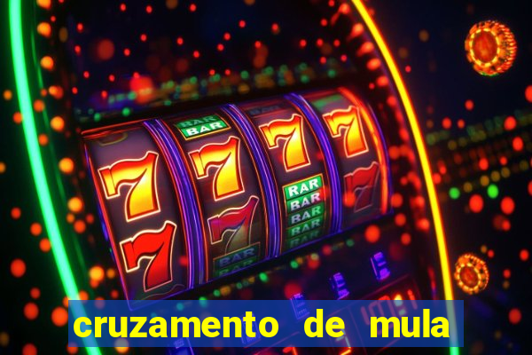 cruzamento de mula com cavalo